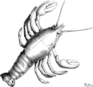 පොකිරිස්සා මුද්‍රණය කළ හැකි වර්ණ පිටු